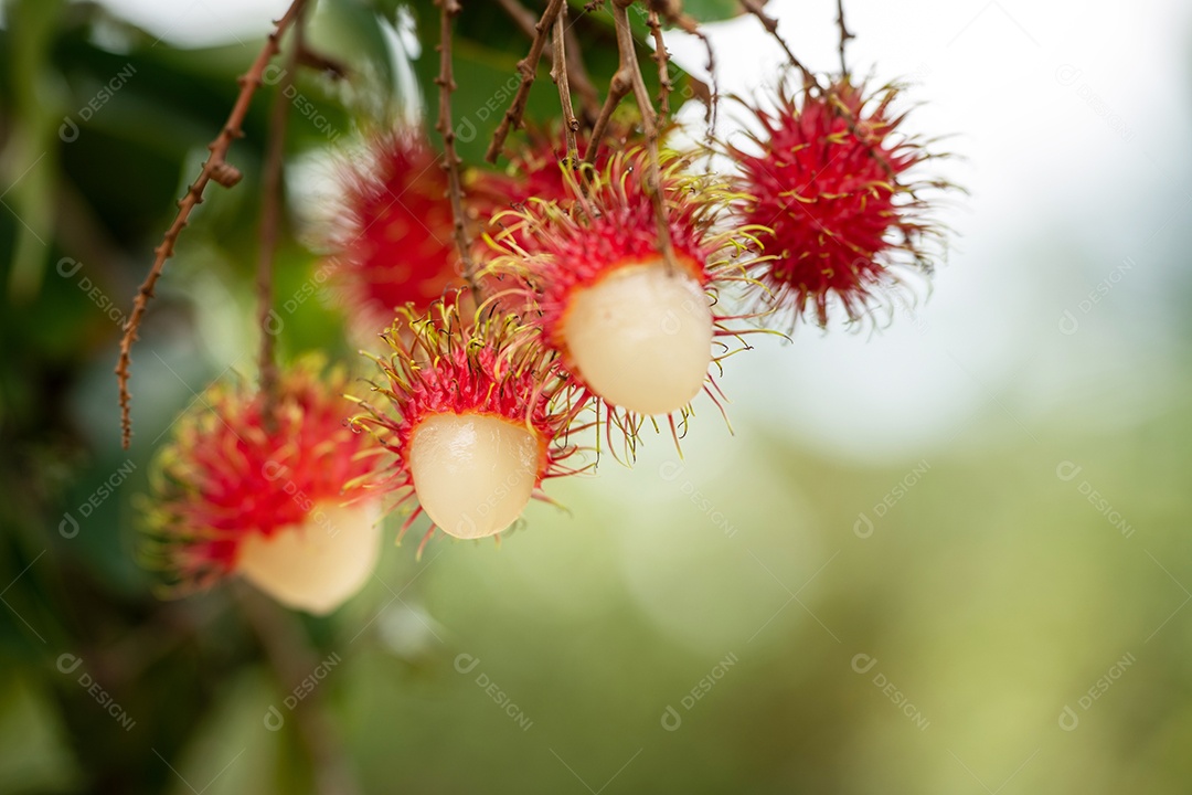 A fruta vermelha bonita fresca está na árvore do rambutan.