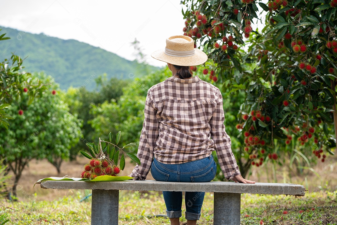 Colheita de Rambutan por Smart Woman Farmer em frutas de Rambutan orgânicas