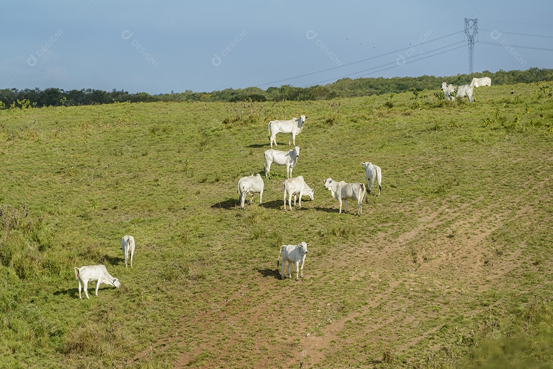 Gado. Rebanho de bovinos Nelore na Região Nordeste do Brasil. Gado.