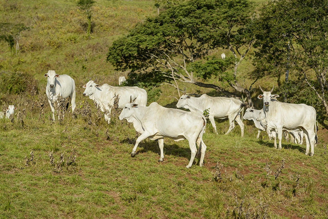 Gado. Rebanho de bovinos Nelore na Região Nordeste do Brasil. Gado.