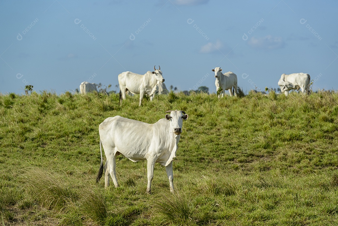 Gado. Rebanho de bovinos Nelore na Região Nordeste do Brasil. Gado.