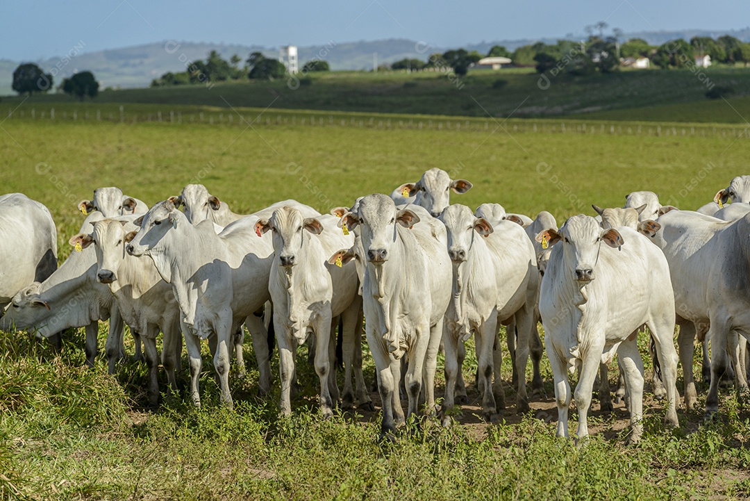 Gado. Rebanho de bovinos Nelore na Região Nordeste do Brasil. Gado.