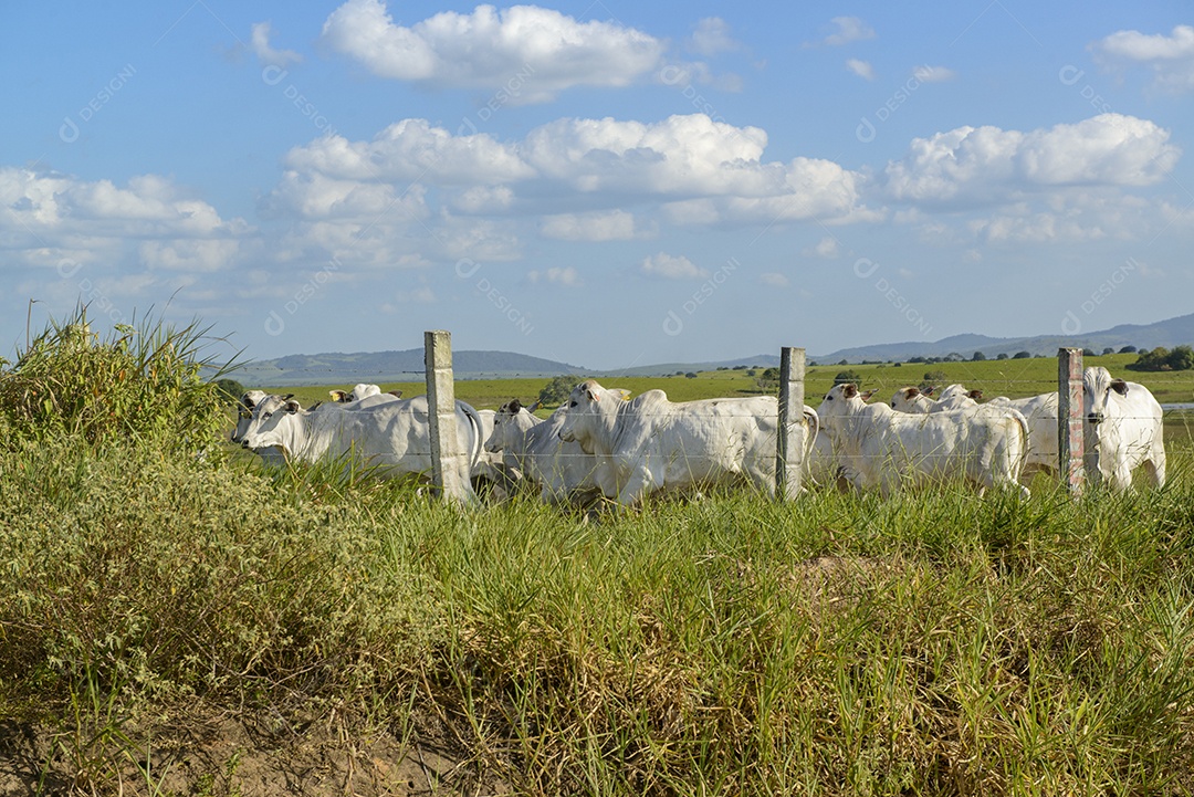 Gado. Rebanho de bovinos Nelore na Região Nordeste do Brasil. Gado.