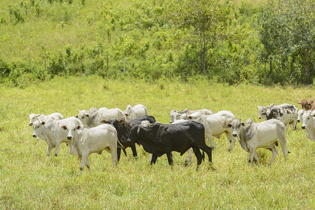 Gado. Rebanho de bovinos Nelore na Região Nordeste do Brasil. Gado.