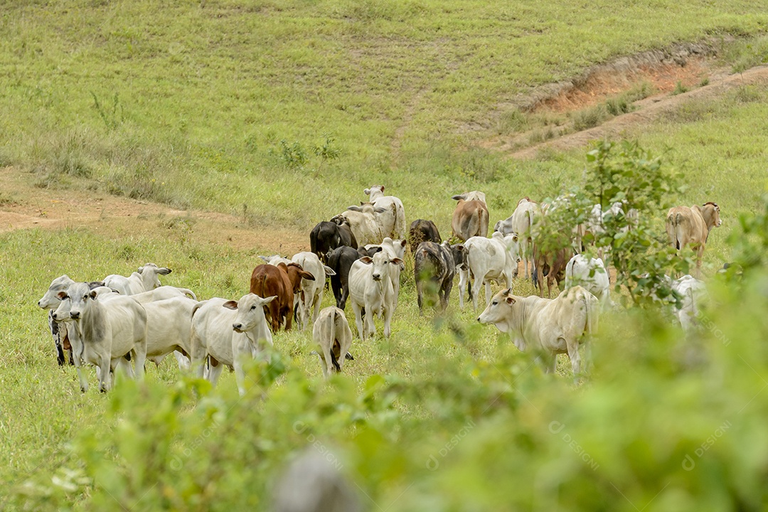 Gado. Rebanho de bovinos Nelore na Região Nordeste do Brasil. Gado.