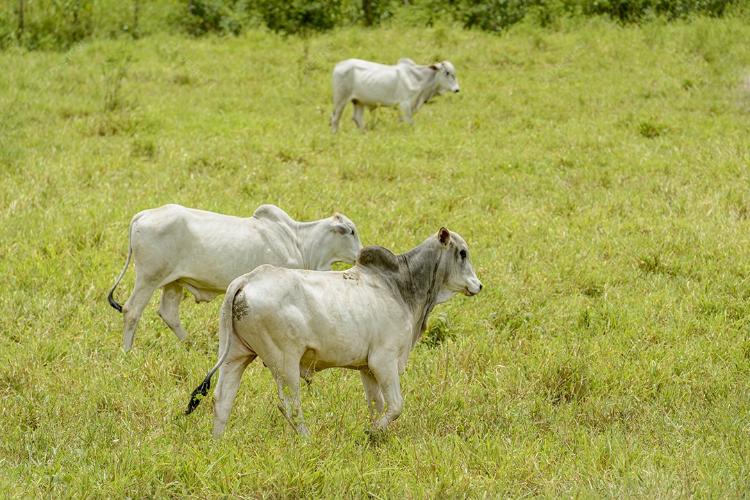 Gado. Rebanho de bovinos Nelore na Região Nordeste do Brasil. Gado.