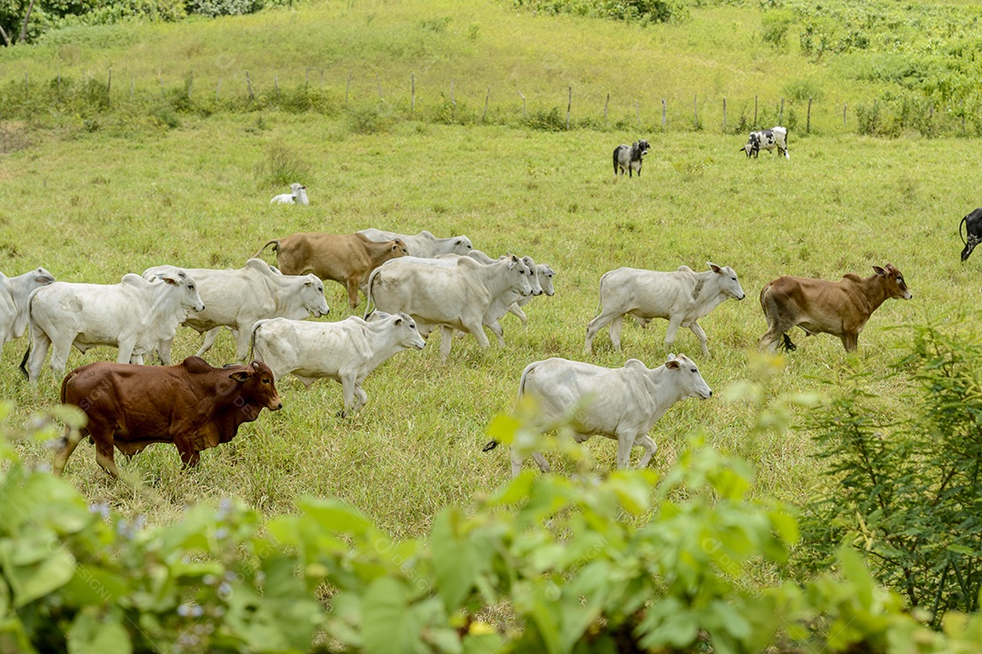 Gado. Rebanho de bovinos Nelore na Região Nordeste do Brasil. Gado.
