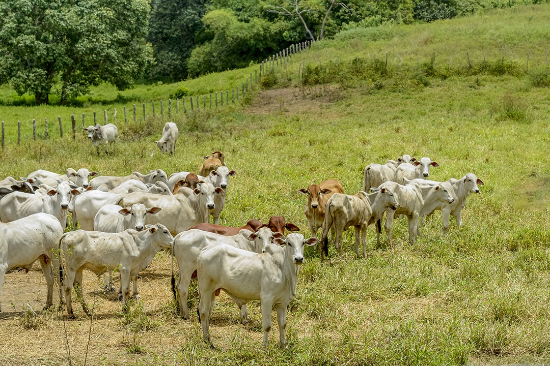 Gado. Rebanho de bovinos Nelore na Região Nordeste do Brasil. Gado.