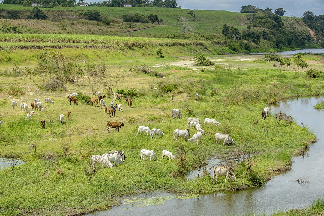 gado. Rebanho de gado pastando nas margens do Rio Paraíba, Nordeste do Brasil.