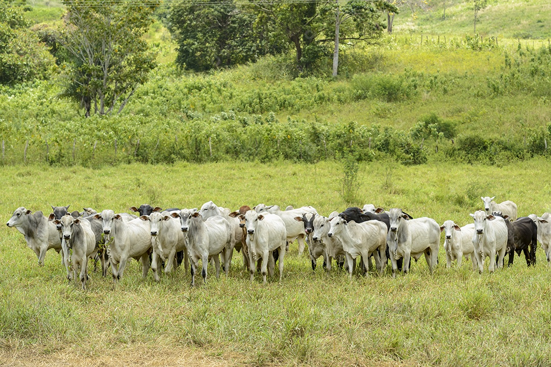 Gado. Rebanho de bovinos Nelore na Região Nordeste do Brasil. Gado.