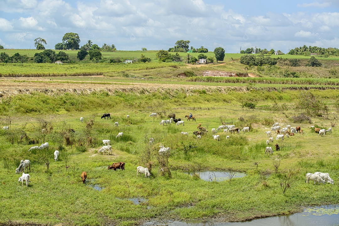 gado. Rebanho de gado pastando nas margens do Rio Paraíba, Nordeste do Brasil.