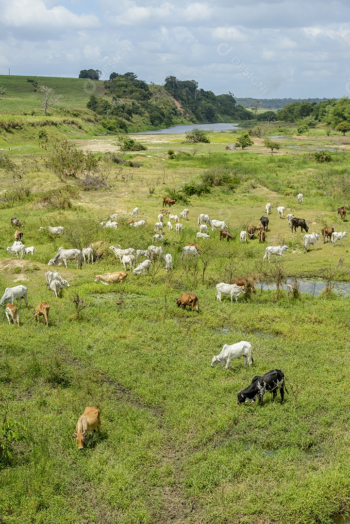gado. Rebanho de gado pastando nas margens do Rio Paraíba, Nordeste do Brasil.