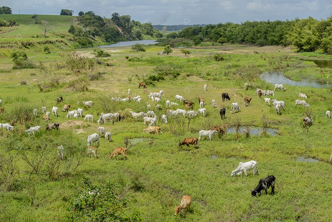 gado. Rebanho de gado pastando nas margens do Rio Paraíba, Nordeste do Brasil.