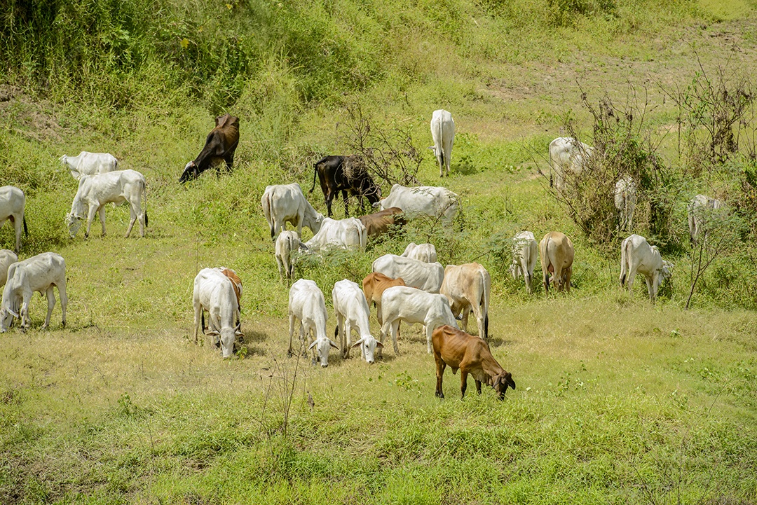gado. Rebanho de gado pastando nas margens do Rio Paraíba, Nordeste do Brasil.