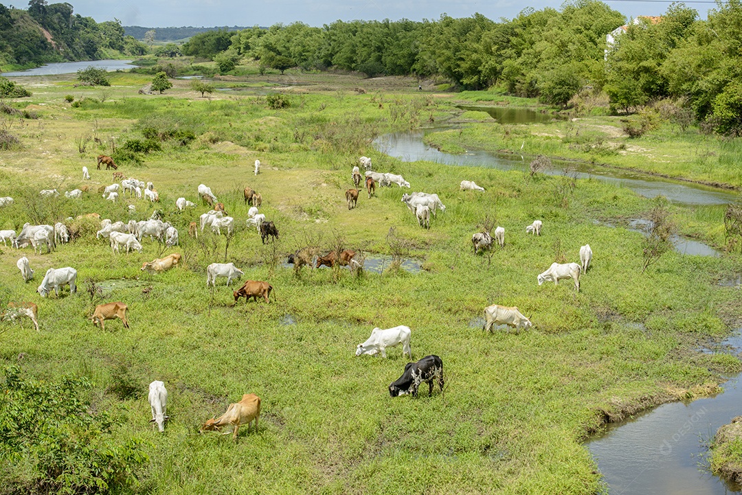 gado. Rebanho de gado pastando nas margens do Rio Paraíba, Nordeste do Brasil.