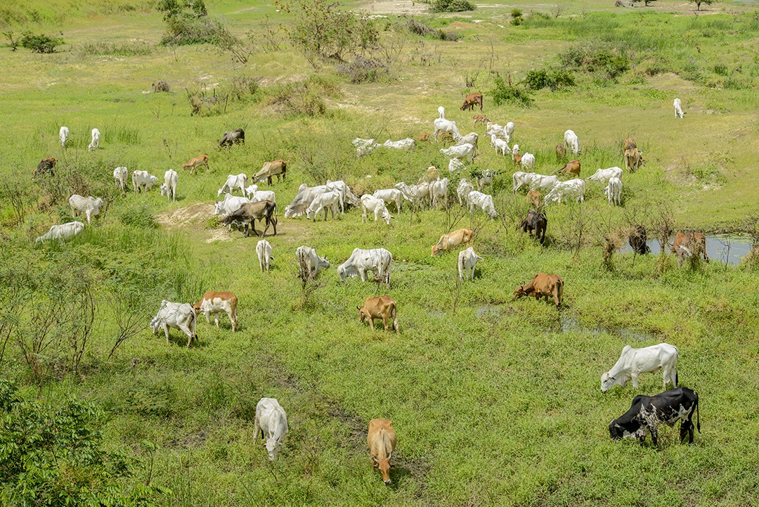 gado. Rebanho de gado pastando nas margens do Rio Paraíba, Nordeste do Brasil.