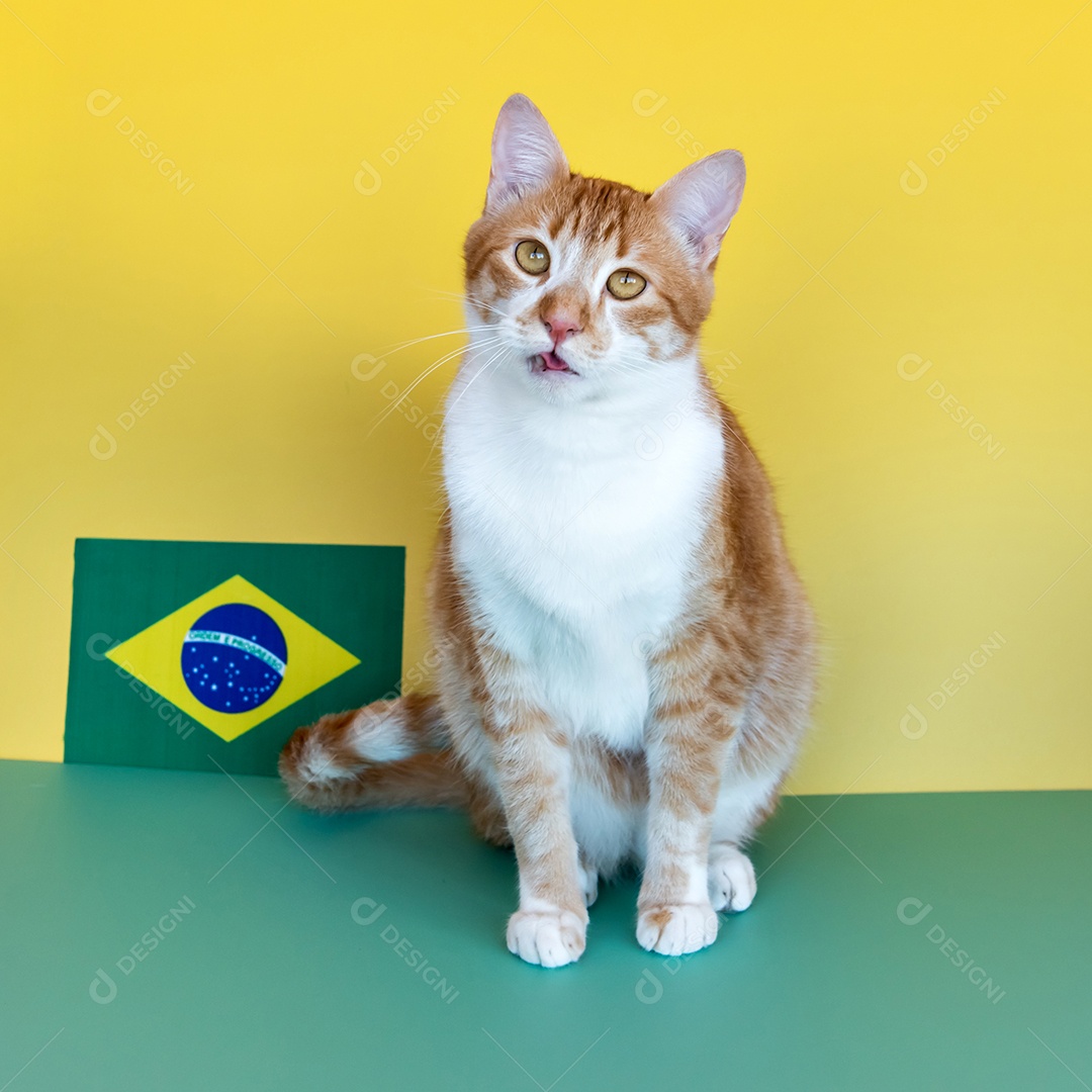 gato amarelo ao lado da bandeira brasileira