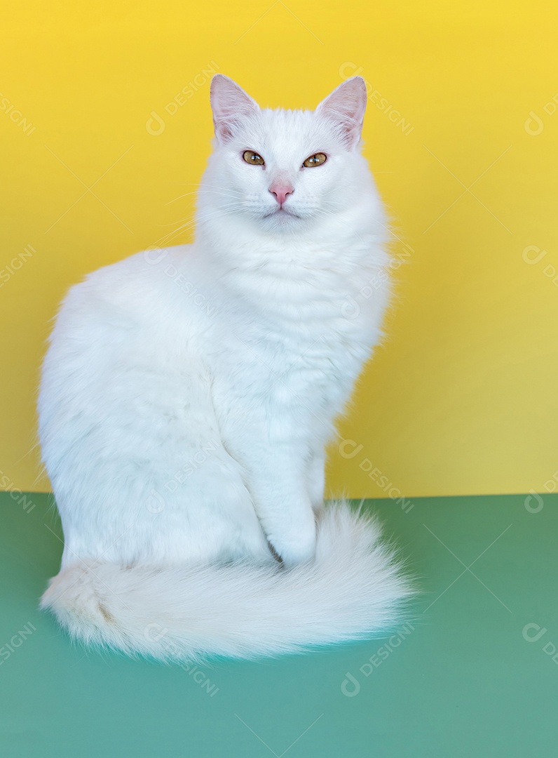 gato branco sobre fundo verde e amarelo