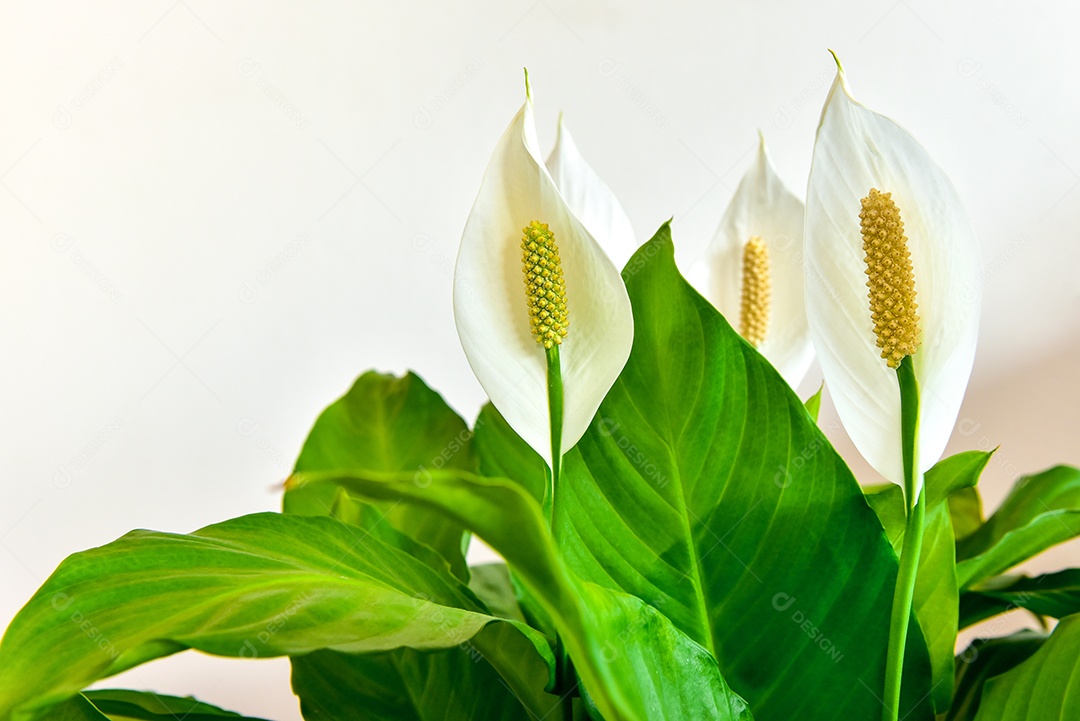 Planta de casa decorativa Spathiphyllum wallisii. Comumente conhecido como