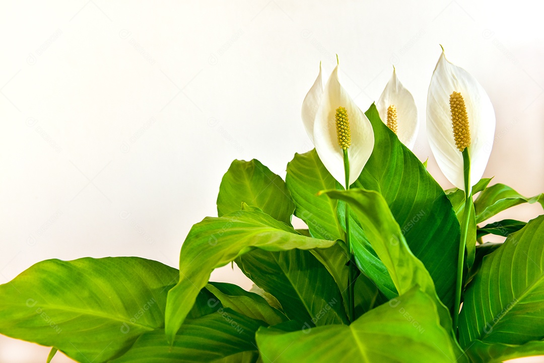 Planta de casa decorativa Spathiphyllum wallisii. Comumente conhecida