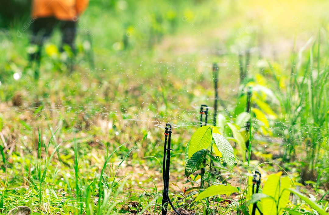Aspersor automático regando planta verde no jardim para agricultura