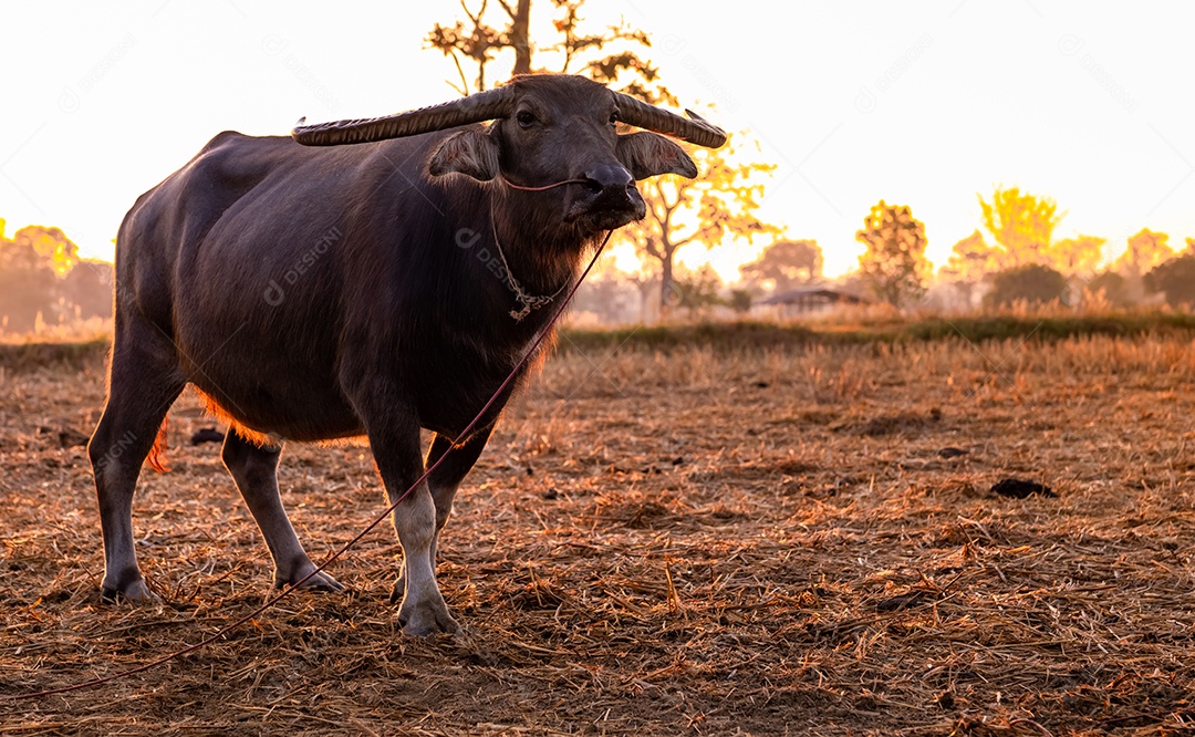 Búfalo do pântano em um campo de arroz colhido na Tailândia