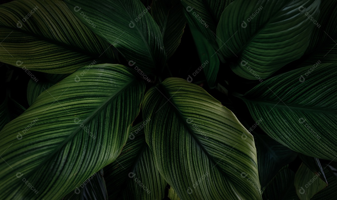 Closeup folhas verdes de plantas tropicais no jardim. gre escuro