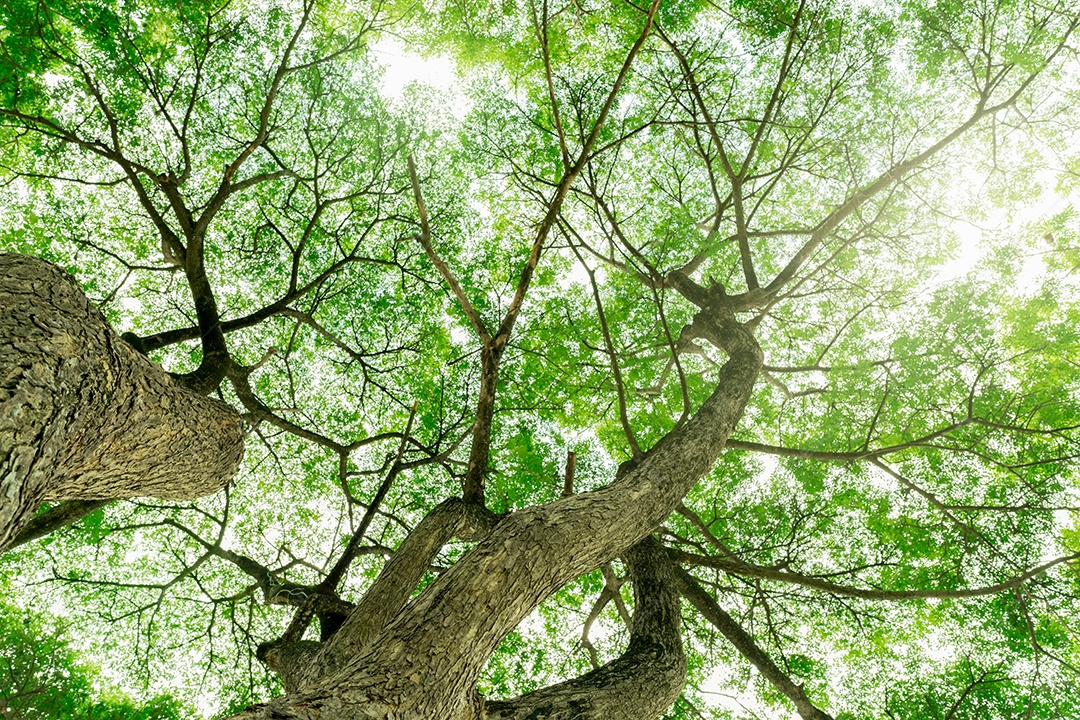 Vista inferior do tronco da árvore para as folhas verdes da árvore