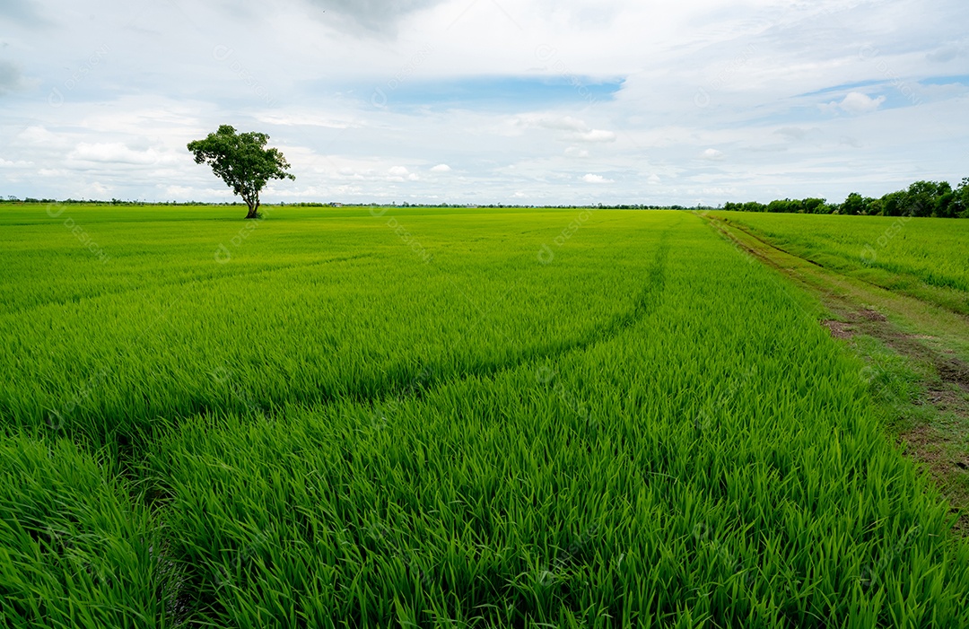 Plantação de arroz. Arrozal verde. Fazenda de arroz orgânico. Arroz
