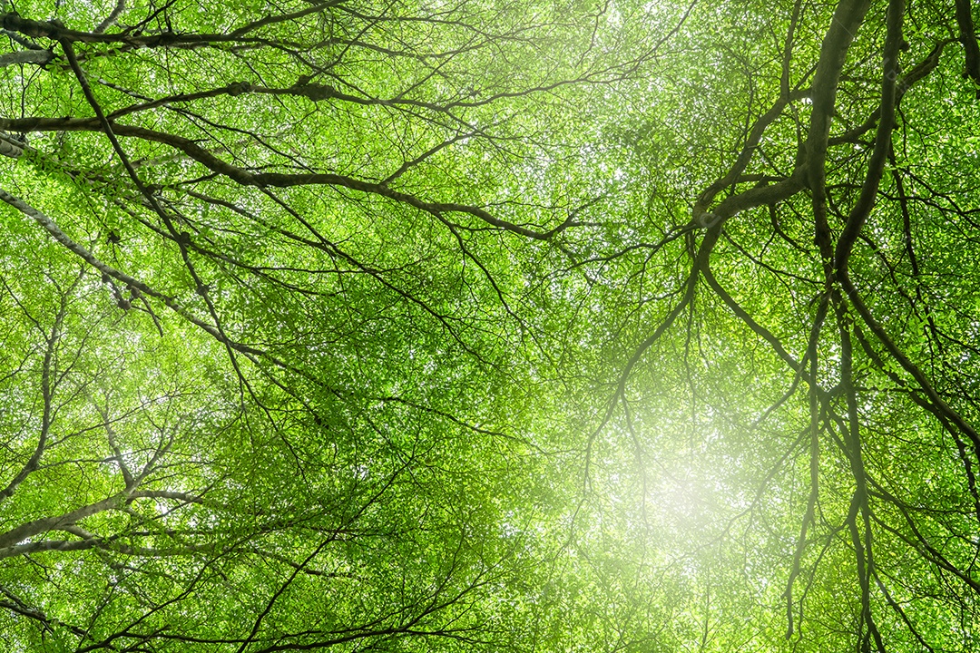 Vista inferior da árvore com folhas verdes e galhos em floresta tropical