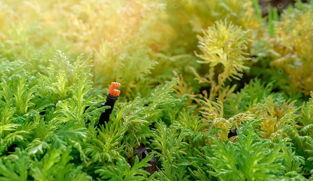 Aspersor de gramado automático para regar plantas verdes.