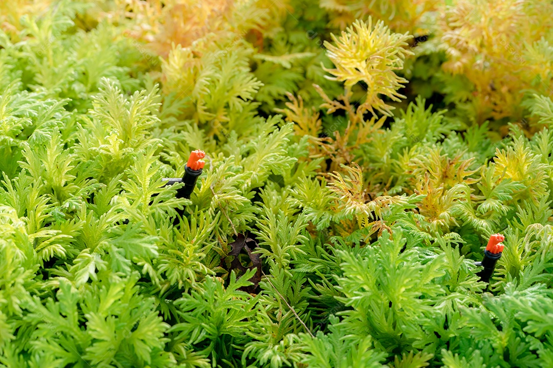Aspersor de gramado automático para regar plantas verdes.