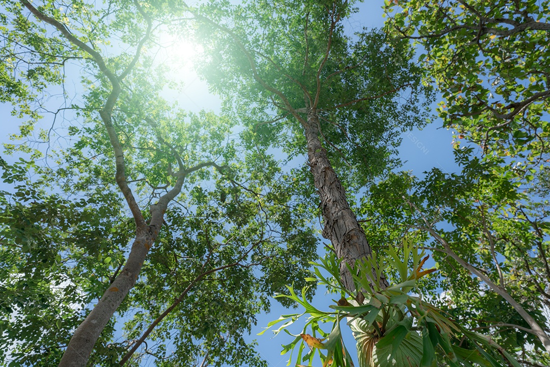 Vista inferior da árvore com folhas verdes na floresta tropical