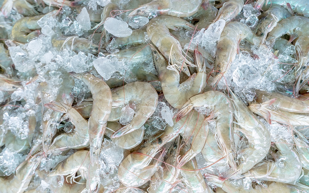 Camarões brancos frescos em gelo picado para venda no mercado. camarão cru