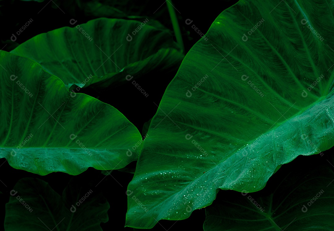 Folha verde com gota de chuva na selva. Gota de água nas folhas.