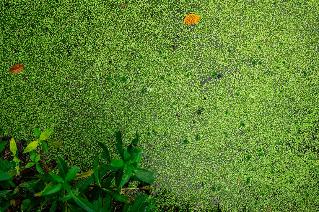 Vista superior da lentilha verde fresca e folhas secas flutuando na água