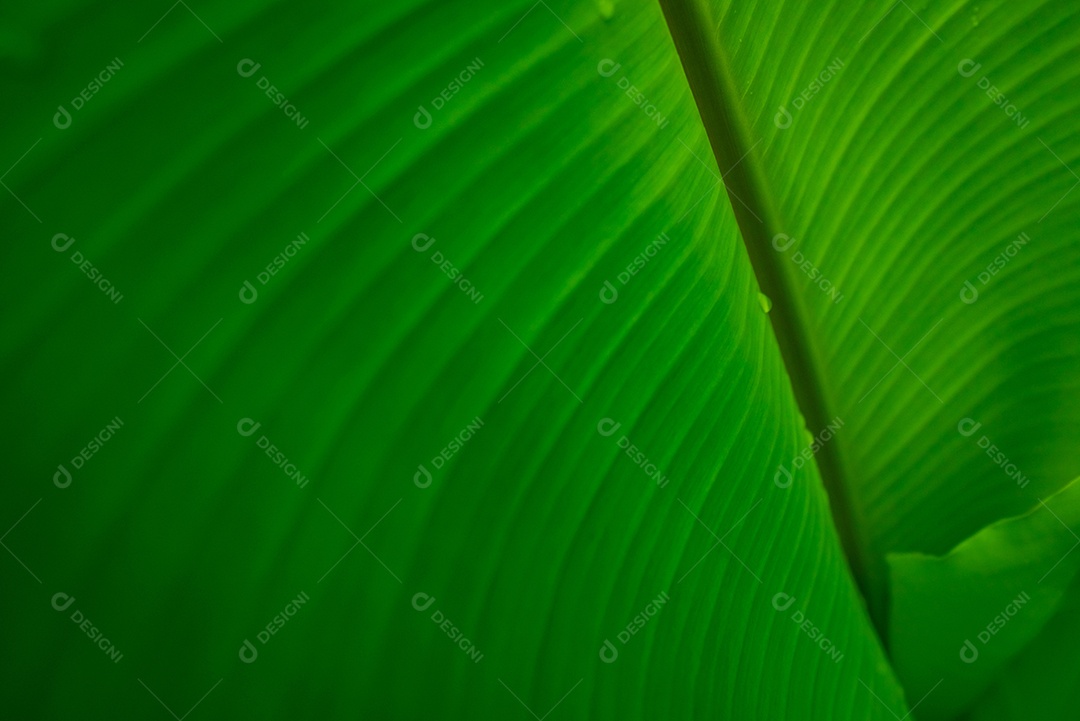 Closeup folha de banana verde com pingo de chuva. Gota de água na folha.