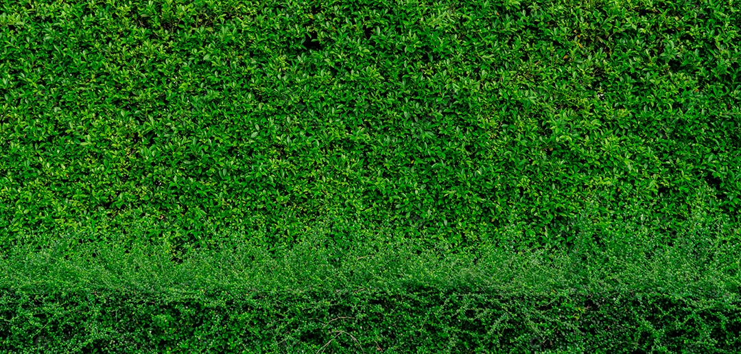 Pequenas folhas verdes textura de fundo com belo padrão