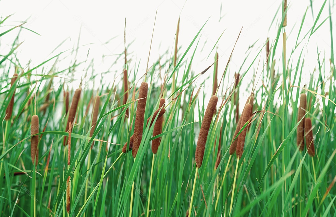 Campo de Typha angustifolia. Grama verde e flores marrons.