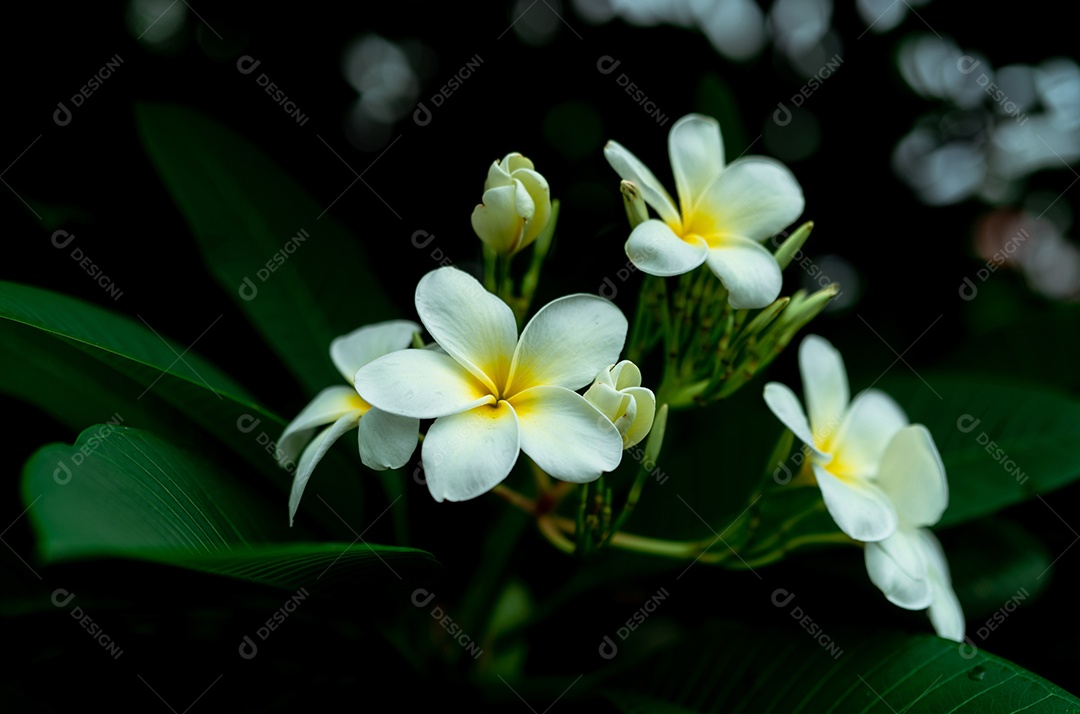 Flores de Frangipani fechadas com folhas verdes em bokeh