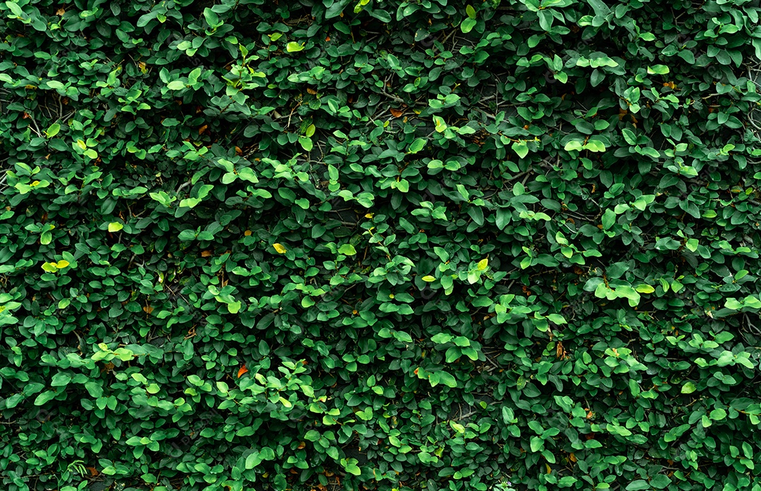 Planta trepadeira na parede. Fundo de textura de pequenas folhas verdes