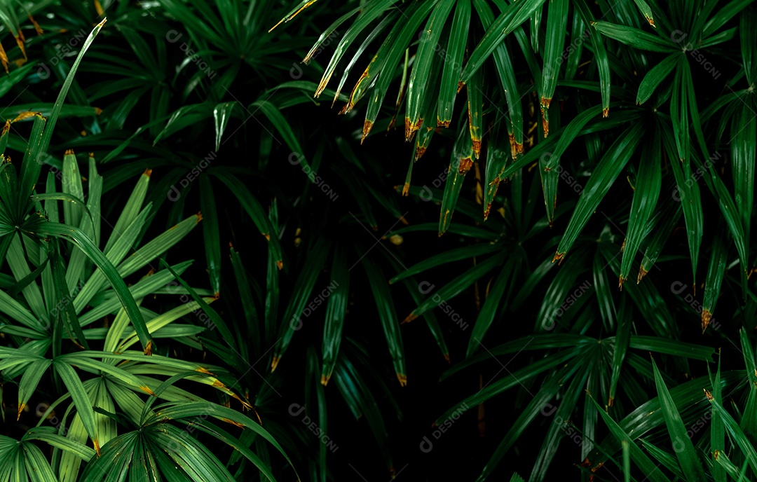 Foco seletivo em folhas verdes escuras no jardim. grau esmeralda