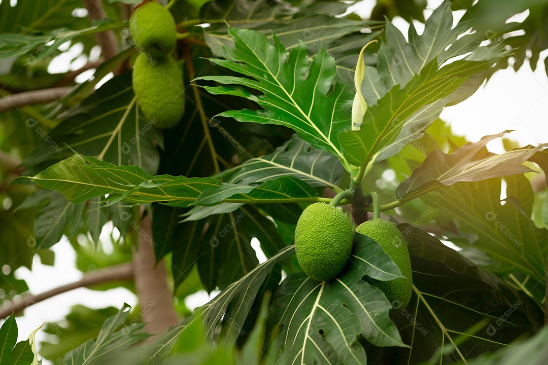 Fruta-pão na árvore de fruta-pão com folhas verdes no jardim.