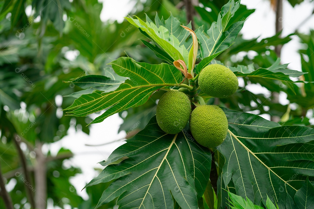 Fruta-pão na árvore de fruta-pão com folhas verdes no jardim.