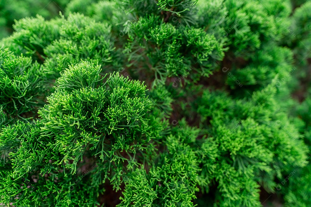 Foco seletivo em pequenas folhas verdes.