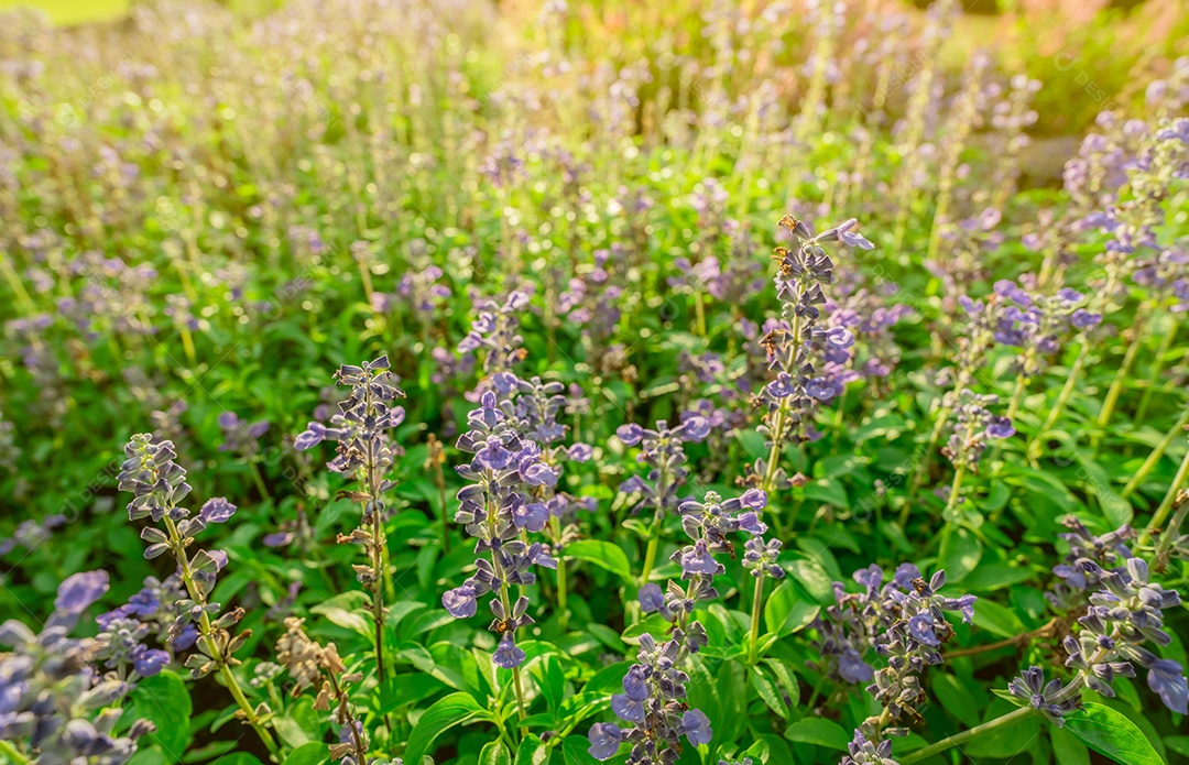 Campo de flores roxas no jardim com sol da manhã na primavera