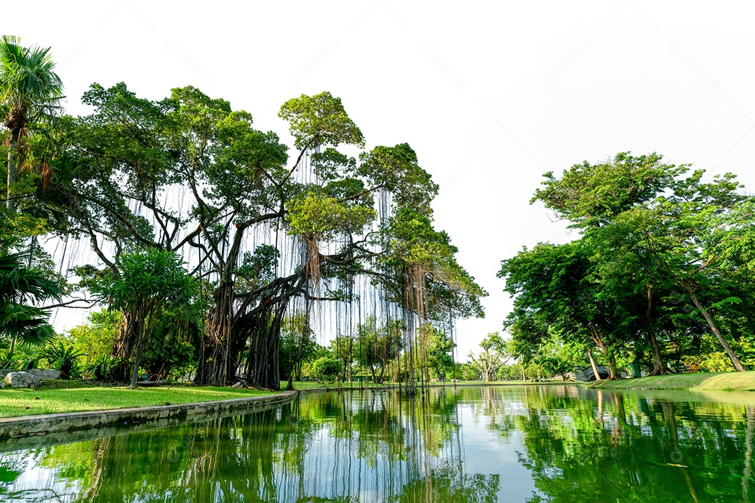 Raintree e muitas árvores verdes no parque e lagoa.