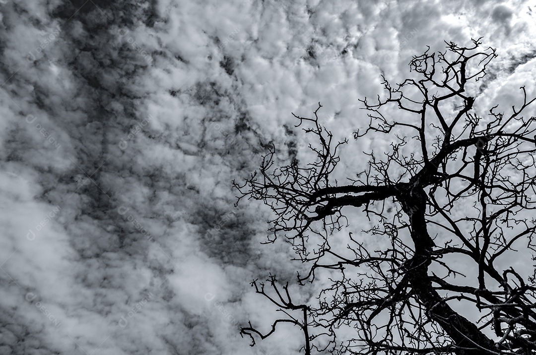 Silhueta árvore morta no céu dramático escuro e nuvens brancas.