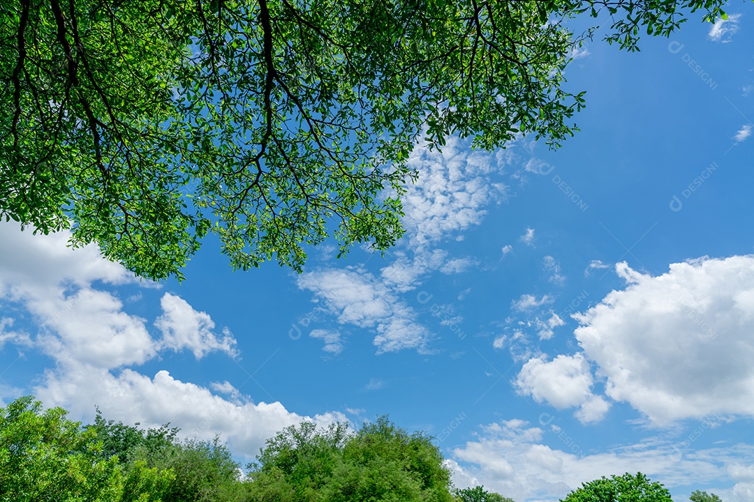 Galhos de árvores com folhas verdes contra o céu azul e cotão branco