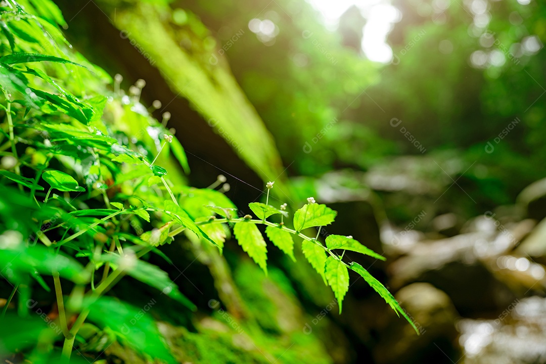 Folhas verdes de foco seletivo na floresta desfocada e musgo verde